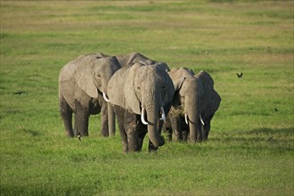 Herd of African Bush Elephants (Loxodonta africana) during the wet season