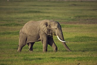 African Bush Elephant (Loxodonta africana) during the wet season