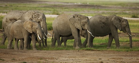 Herd of African Bush Elephants (Loxodonta africana) during the wet season