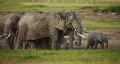Herd of African Bush Elephants (Loxodonta africana) with a calf during the wet season