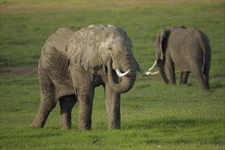 African Bush Elephants (Loxodonta africana) during the wet season