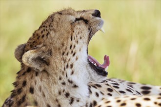 Yawning Cheetah (Acinonyx jubatus)