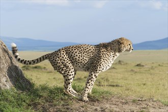 Cheetah (Acinonyx jubatus) marking a tree