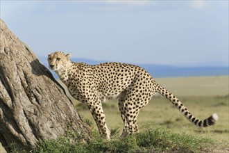 Cheetah (Acinonyx jubatus) sniffing at a tree