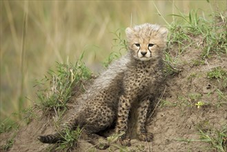 Cheetah (Acinonyx jubatus)
