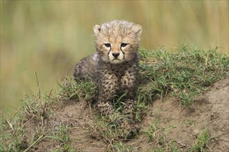 Cheetah (Acinonyx jubatus)