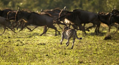 Cheetah (Acinonyx jubatus) chasing Blue Wildebeest (Connochaetes taurinus)