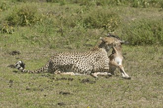 Cheetah (Acinonyx jubatus) killing a Blue Wildebeest (Connochaetes taurinus) calf by biting its throat