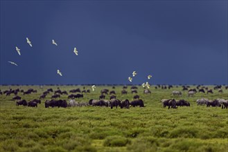 Birds flocking above a grazing herd of Blue Wildebeest (Connochaetes taurinus) in front of an approaching storm