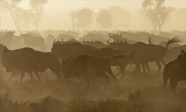 Running herd of Blue Wildebeest (Connochaetes taurinus) in the evening haze