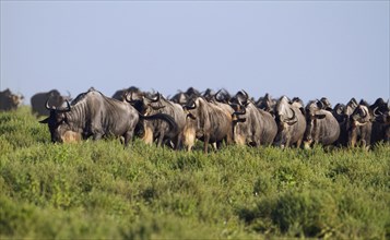 Herd of Blue Wildebeest (Connochaetes taurinus) walking in single file from head to tail