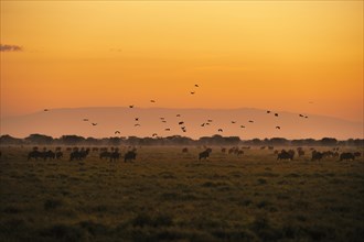Herd of Blue Wildebeest (Connochaetes taurinus) grazing at sunrise