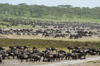 Herd of Blue Wildebeest (Connochaetes taurinus) at a waterhole in front of an acacia forest