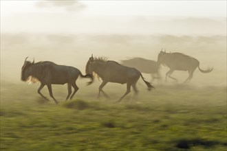 Whirling dust from Blue Wildebeest (Connochaetes taurinus) running in the evening haze