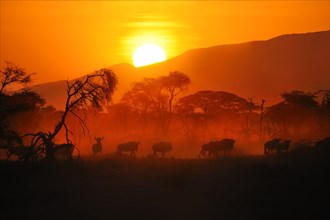 Migrating herd of Blue Wildebeest (Connochaetes taurinus) at sunrise