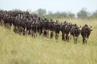 Migrating herd of Blue Wildebeest (Connochaetes taurinus)