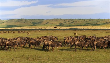 Landscape of the Maasai Mara with herd of Blue Wildebeest (Connochaetes taurinus)