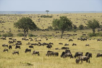 Landscape of the Maasai Mara with grazing herds of Blue Wildebeest (Connochaetes taurinus)