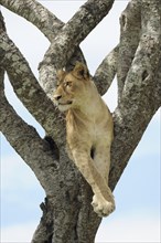 Lioness (Panthera leo) sitting in a tree