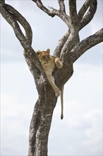 Lioness (Panthera leo) sitting in a tree