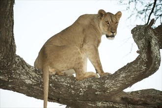 Lioness (Panthera leo) in the evening light on a tree