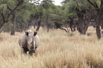 White Rhinoceros or Square-lipped Rhinoceros (Ceratotherium simum)