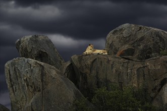 Lioness (Panthera leo) on a rock during a storm