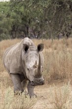 White Rhinoceros or Square-lipped Rhinoceros (Ceratotherium simum)