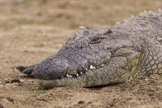 Nile Crocodile (Crocodylus niloticus)