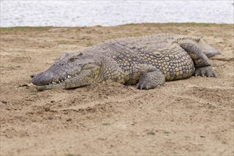 Nile Crocodile (Crocodylus niloticus)