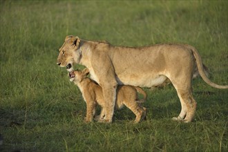Lioness (Panthera Leo) with her lion cub in the morning light