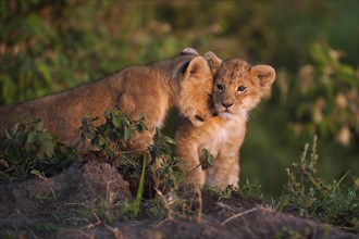 Lion cubs (Panthera leo) snuggling up to each other in the early morning light