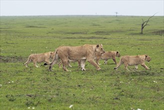 Lioness (Panthera Leo) with her four lion cubs
