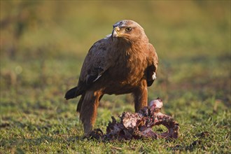 Steppe Eagle (Aquila nipalensis) on kill