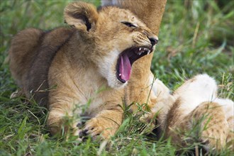 Lion (Panthera leo) cub