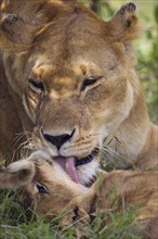 Lioness (Panthera leo) licking her lion cub
