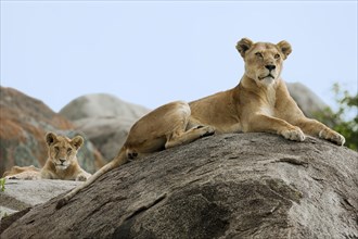 Lioness (Panthera leo) with a lion cub on a rock