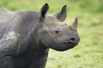 Black Rhinoceros (Diceros bicornis) young animal