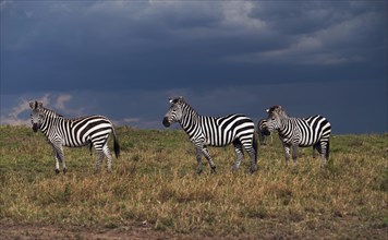 Grant's Zebras (Equus quagga boehmi) during a gathering storm