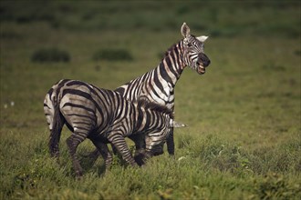 Grant's Zebras (Equus quagga boehmi)