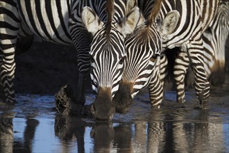 Zebras (Equus quagga) drinking at a waterhole