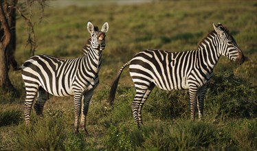 Grant's Zebras (Equus quagga boehmi)