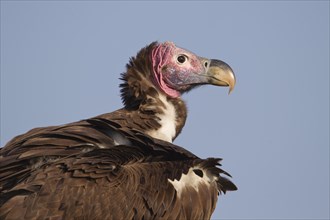 Lappet-faced Vulture or Nubian Vulture (Torgos tracheliotus)