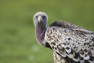 Rueppell's Vulture or Rueppell's Griffon Vulture (Gyps rueppellii)