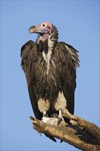 Lappet-faced Vulture or Nubian Vulture (Torgos tracheliotus)