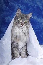 Maine Coon cat sitting under a veil