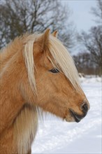 Icelandic Horse