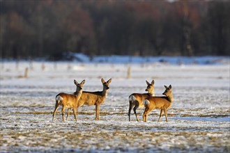 Roe Deer (Capreolus capreolus) in the evening light in the snow