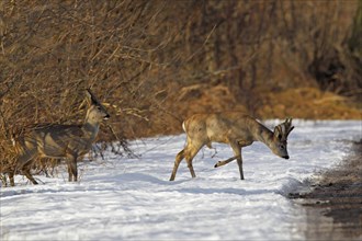 Roe Deer (Capreolus capreolus)