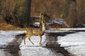 Roe Deer (Capreolus capreolus)